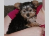 angelic male and female yorkie puppies for adoption.