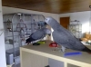 The Scarlet Macaw and africa Gray hair parrot
