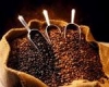 Coffee Bean