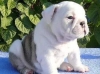 English-bulldog-puppies-for-x-mass
